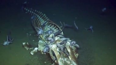 Marine Scientists Discover Whale Carcass on Seafloor in California; Viral Video Shows Bone-Eating Worms & Other Creatures Feeding on It