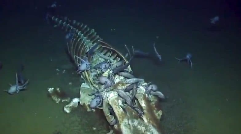 Marine scientists discovered a rare skeletal remains on the seafloor. 