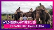 Wild Elephant Rescued With The Help Of Other Tamed Elephants In Bandipur, Karnataka