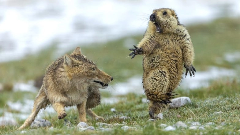 Wildlife Photographer of the Year 2019: Yongqing Bao Wins Prestigious Spot for Photo of Fox &amp; Startled Marmot (View Viral Winning Pic)