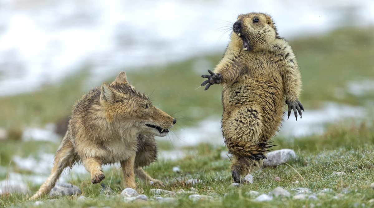 Wildlife Photographer of the Year 2019: Yongqing Bao Wins Prestigious Spot for Photo of Fox & Startled Marmot (View Viral Winning Pic) Wildlife Photographer of the Year 2019: Yongqing Bao Wins Prestigious Spot for Photo of Fox & Startled Marmot (View Viral Winning Pic)