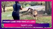 Woman Climbs Over Fence In Bronx Zoo&rsquo;s Exhibit And Taunts Lion, Act Caught On Camera