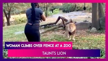 Woman Climbs Over Fence In Bronx Zoo’s Exhibit And Taunts Lion, Act Caught On Camera