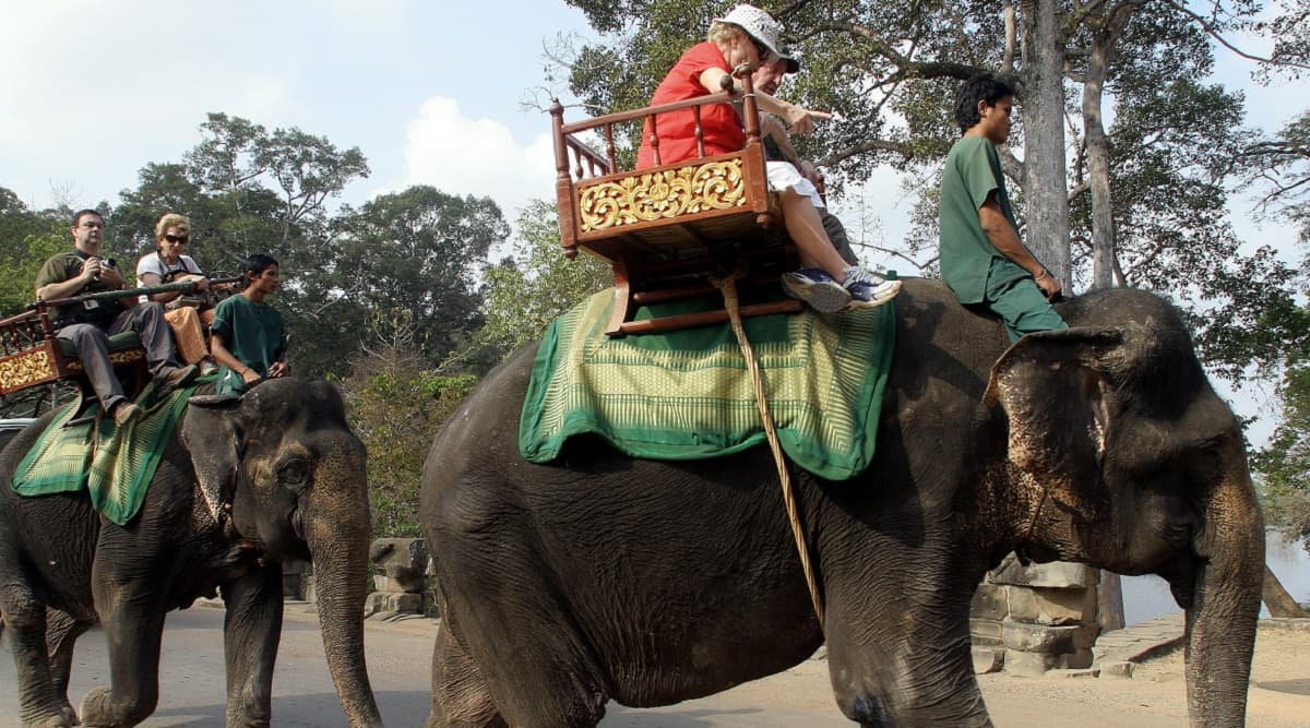 Cambodia's Popular Tourist Spot Angkor Temples Will Ban Elephant Rides From Next Year Cambodia's Popular Tourist Spot Angkor Temples Will Ban Elephant Rides From Next Year