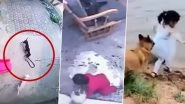 Pets are Lifesavers! 5 Times Videos of Cats and Dogs Saving Human Lives Went Viral
