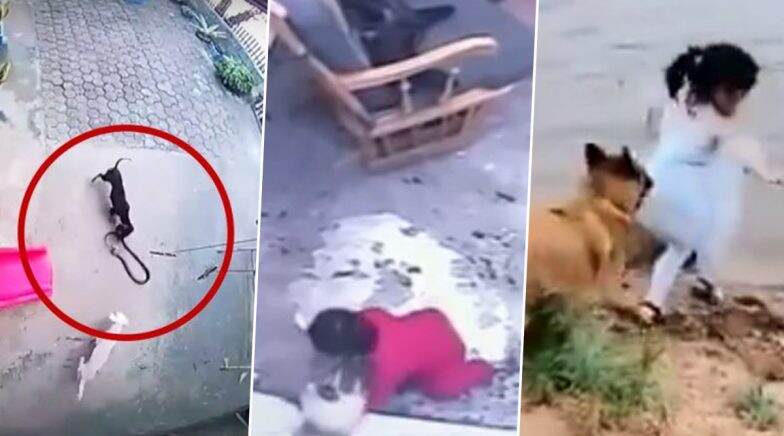 Pets Are Lifesavers 5 Times Cats and Dogs Saved Human Lives That Went Viral