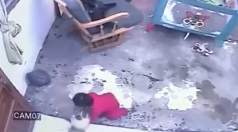 Cat Saves Baby’s Life in the Most Dramatic Way Watch Viral Video