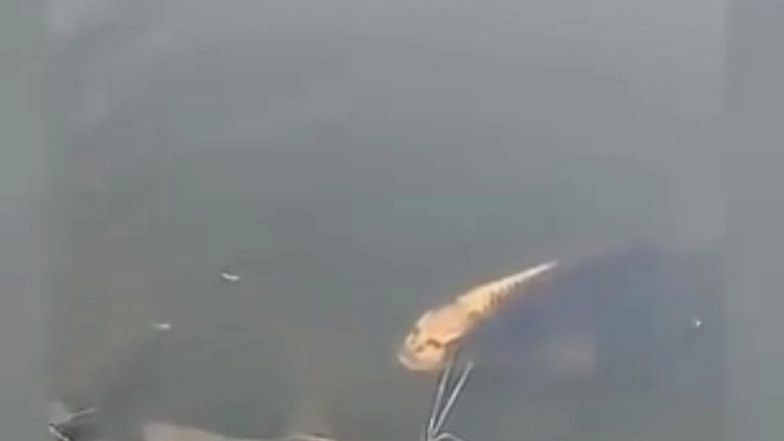 Fish From China With a Human-Like Face Goes Viral on the Internet! Netizens Freaked Out (Watch Scary Video)