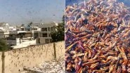 Karachi Under a Massive Locusts Attack, Pakistan Minister Suggests Eat 'Tiddi Biryani' to The Residents of the Metropolitan City! Watch Video