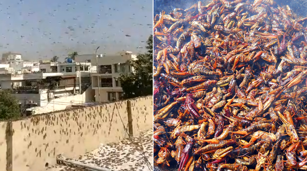 Karachi Under a Massive Locusts Attack, Pakistan Minister Suggests ...
