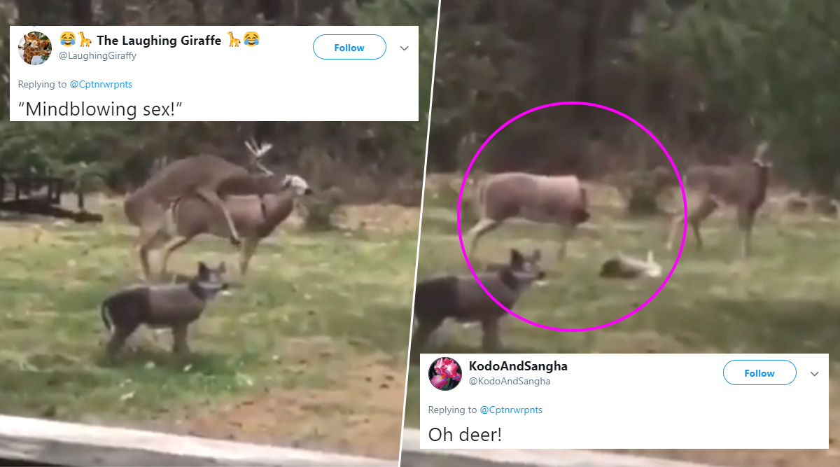 1200px x 667px - Viral Video of a Deer Trying to Have Sex with a Doe Figurine Before  'Blowing' Its Head off Has Netizens Come up with Witty and Punny Reactions  | ðŸ‘ LatestLY