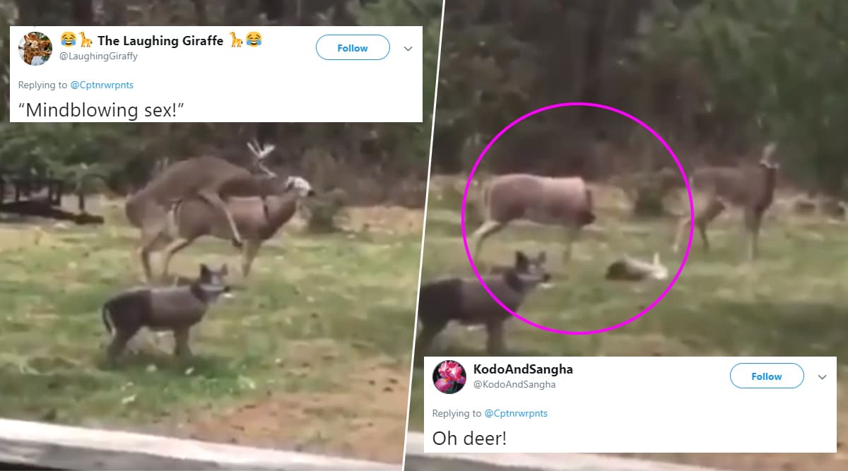 Viral News Viral Video Of A Deer Trying To Have Sex With A Doe Figurine Before Blowing Its 6901