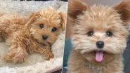 Instagram Star Pet, Oliver the Dog Is so Cute That He Is Always Mistaken for a Fluffy Teddy Bear! These Paw-dorable Pictures Are a Proof