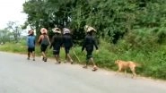 Karnataka: Stray Dog Follows Sabarimala Devotees For Over 500 Kms; Pilgrims Say It&rsquo;s a New Experience; Watch Video