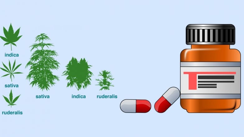 Cannabis Cultivation to Be Legalised in Madhya Pradesh to Help Treatment of Cancer; What Is the Difference Between Hemp and Ganja?
