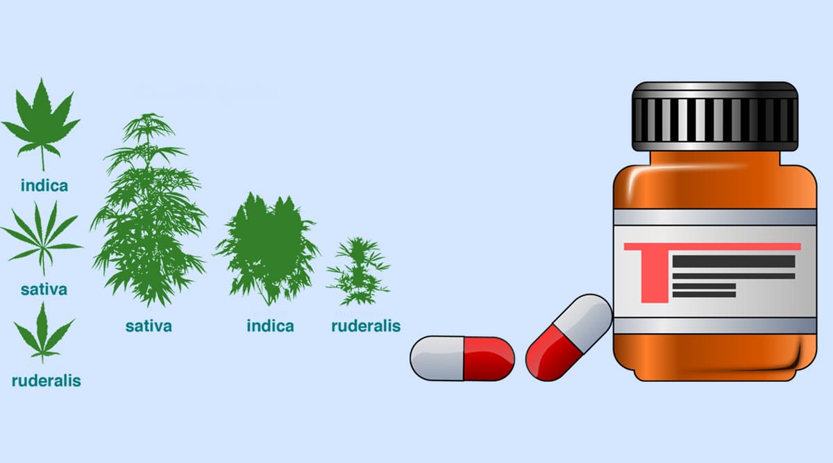 Cannabis Cultivation to Be Legalised in Madhya Pradesh to Help Treatment of Cancer; What Is the Difference Between Hemp and Ganja? Cannabis Cultivation to Be Legalised in Madhya Pradesh to Help Treatment of Cancer; What Is the Difference Between Hemp and Ganja?