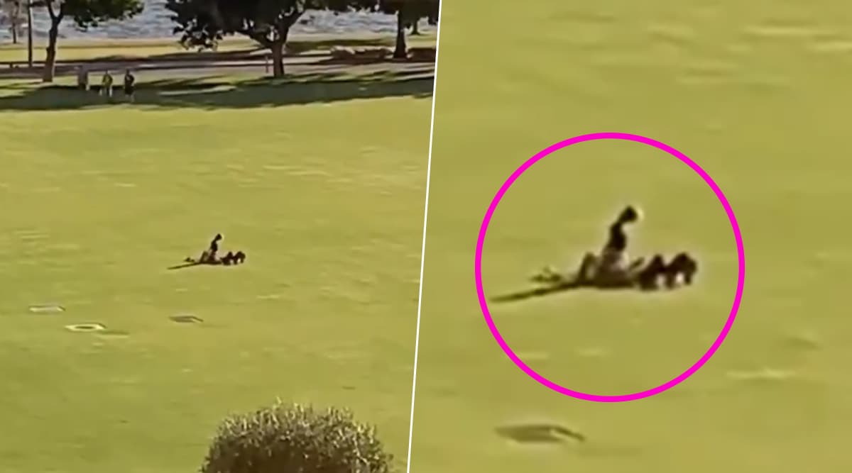 Viral News Viral Video of Couple Having Sex in a Public Park in Perth Is Infuriating Netizens 👍 LatestLY