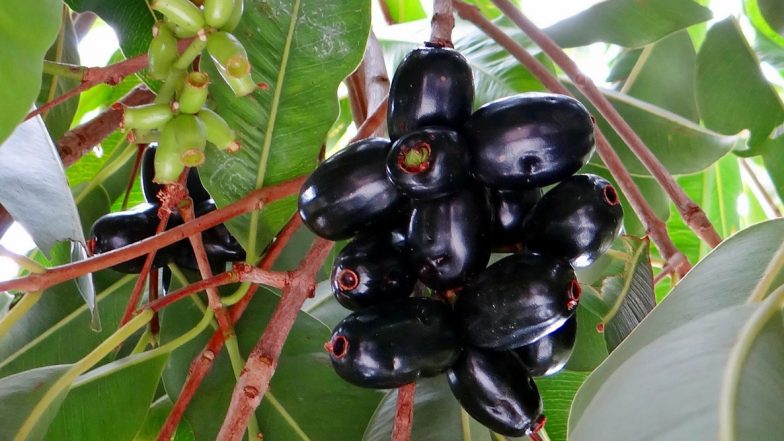 Diabetes Natural Remedy: How to Use Jamun Seeds to Reduce Blood Sugar Levels