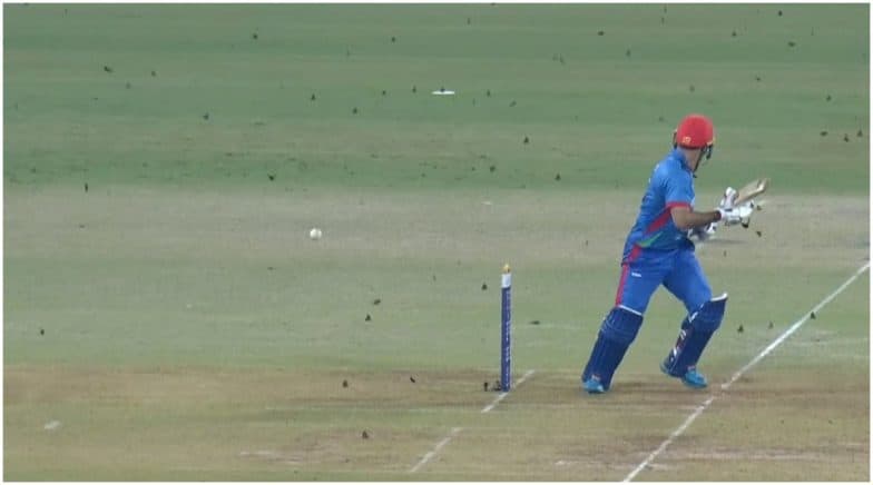 ‘Insects’ Attack Afghanistan vs West Indies 2nd ODI Match at Lucknow