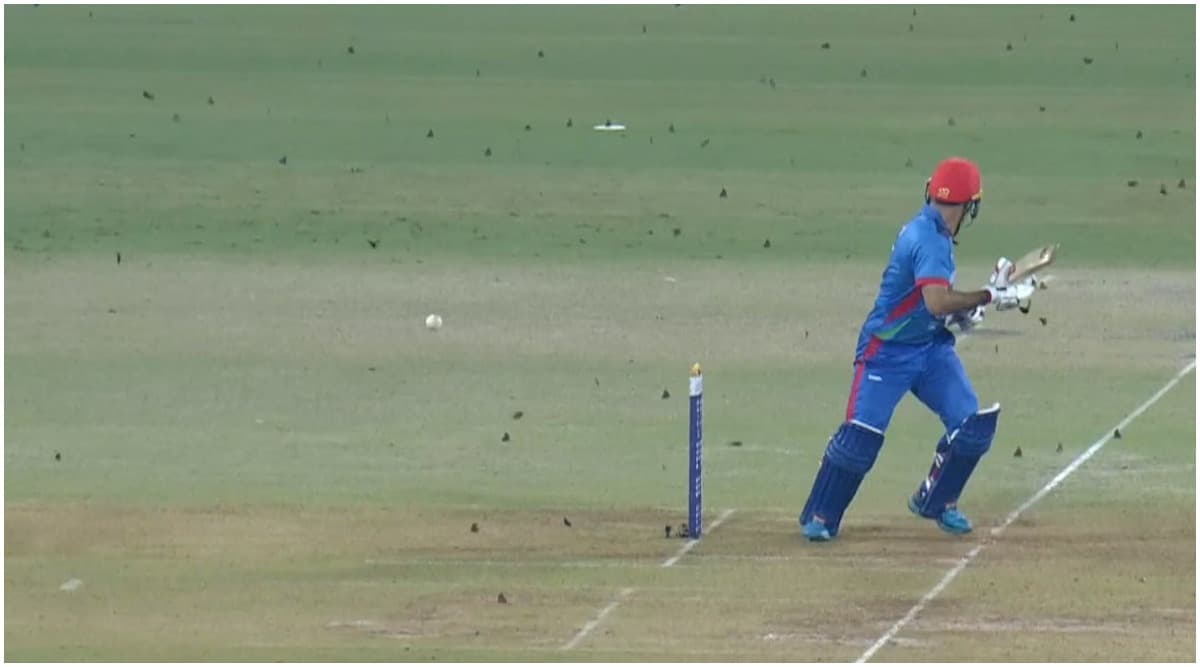 ‘Insects’ Attack Afghanistan vs West Indies 2nd ODI Match at Lucknow, Pitch Invaders Refuse to Leave Ground ‘Insects’ Attack Afghanistan vs West Indies 2nd ODI Match at Lucknow, Pitch Invaders Refuse to Leave Ground