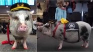 Meet Lilou, World&rsquo;s First Airport Therapy Pig at San Francisco Airport (Watch Video)