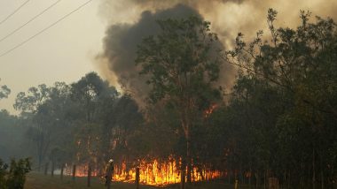 Australia Bushfires: Wollemi Pines Known As 'Dinosaur Trees' Saved From Wildfires in Secret Government Mission