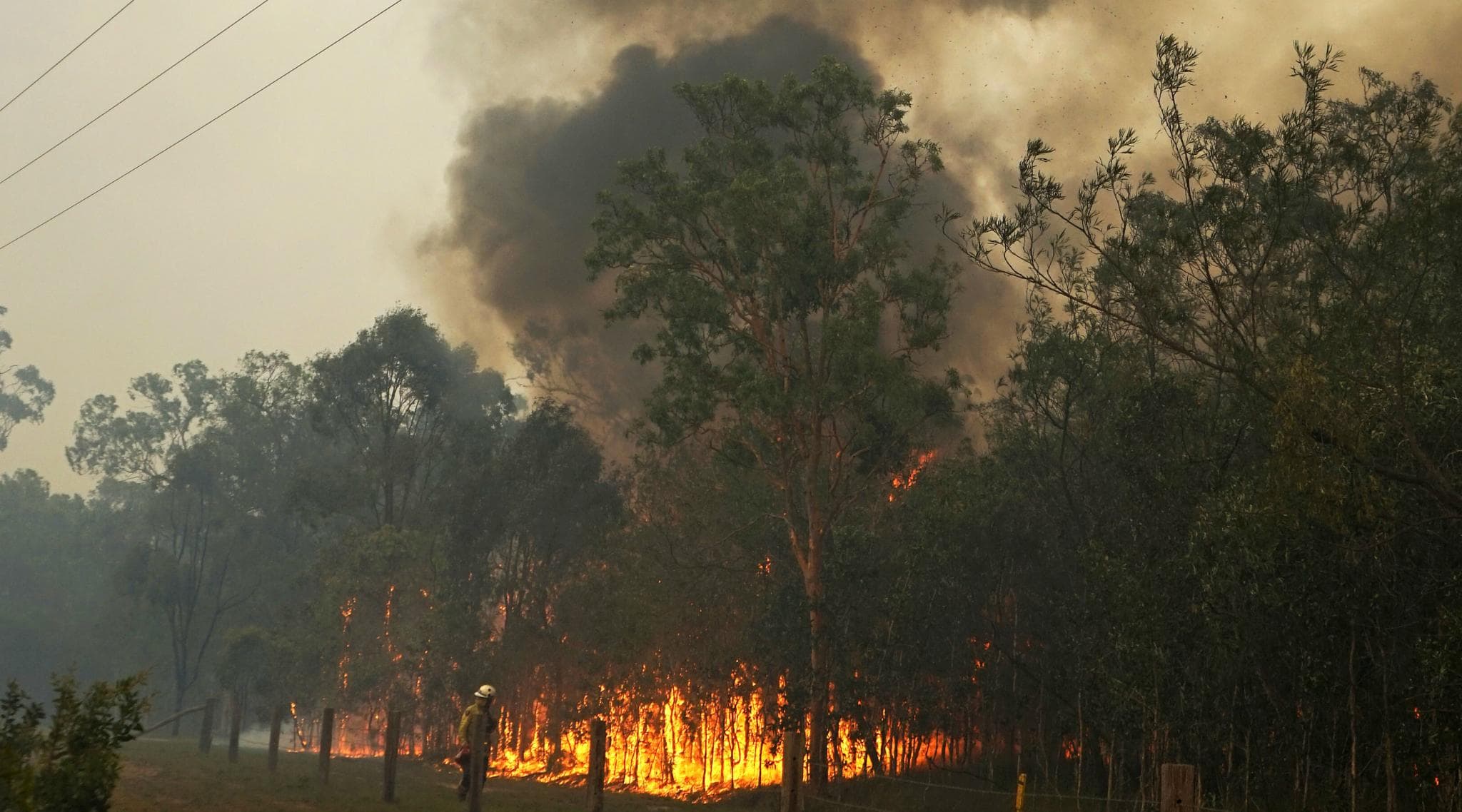 Australia Bushfires: Wollemi Pines Known As 'Dinosaur Trees' Saved From Wildfires in Secret Government Mission Australia Bushfires: Wollemi Pines Known As 'Dinosaur Trees' Saved From Wildfires in Secret Government Mission