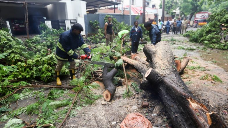 Haryana High Court Stays Axing of 700 Trees in Chandigarh for Flyover