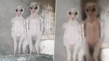 Viral Video of These Creepy Looking Baby Owls is Making Twitterati Believe in Aliens
