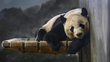 Giant Panda Bei Bei From US Arrives At His New Home in China (Watch Video)