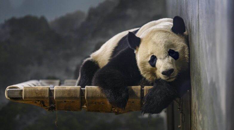 Giant Panda Bei Bei From US Arrives At His New Home in China (Watch ...