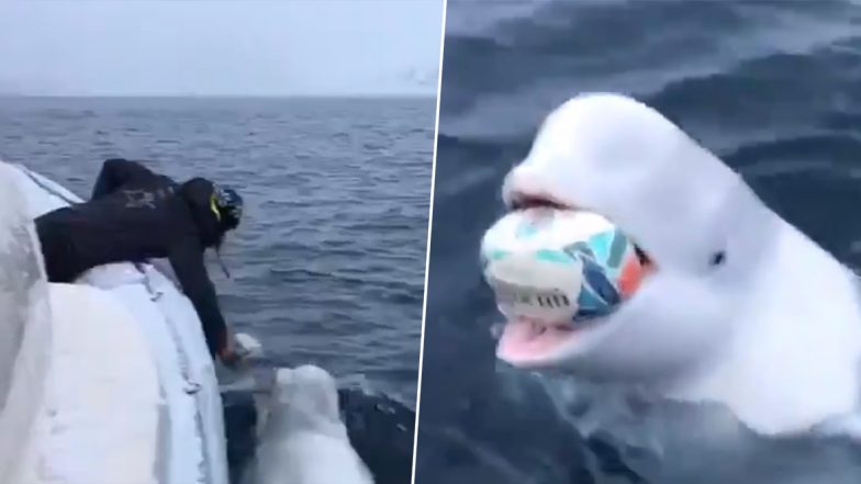 Beluga Whale Plays Fetch With Man on Boat; Adorable Video Delights Netizens!