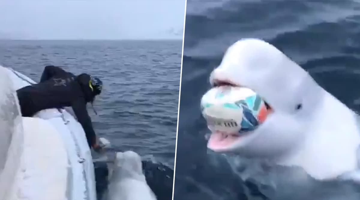 Beluga Whale Plays Fetch With Man on Boat; Adorable Video Delights Netizens! Beluga Whale Plays Fetch With Man on Boat; Adorable Video Delights Netizens!