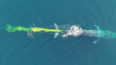 Video of Blue Whale Pooping And Leaving Behind a Trail of Bright Yellow Poo in the Ocean Goes Viral