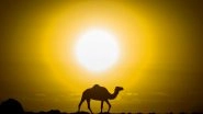 World Camel Day 2021 Date and Significance: Know Amazing Facts About Camels That Will Surprise You