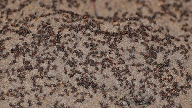 Cannibal Ant Colony Discovered at Poland's Abandoned Nuclear Bunker; Known All About Cannibalism and Shocking Facts Related to It