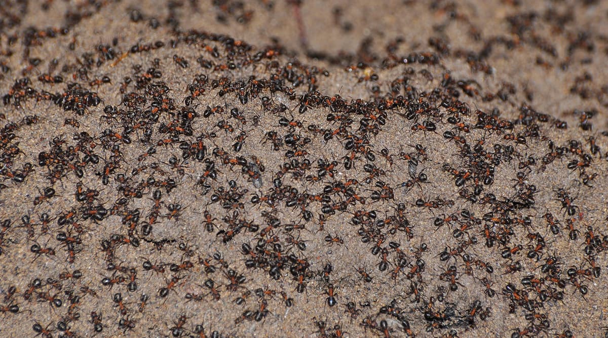 Cannibal Ant Colony Discovered at Poland's Abandoned Nuclear Bunker; Known All About Cannibalism and Shocking Facts Related to It Cannibal Ant Colony Discovered at Poland's Abandoned Nuclear Bunker; Known All About Cannibalism and Shocking Facts Related to It