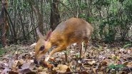 Cat-Sized Deer Believed to Be Extinct 30 Years Ago Filmed in Vietnam Forest (Watch Video)