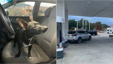 Dog Puts Car in Reverse and Drives Across 4-Lane Road in US, Shocked Owner Left Chasing Behind (Watch Viral Video)
