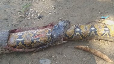 Video of Cobra Swallowing a Whole Python in Philippines Goes Viral! Rare Snake Fight Caught on Camera