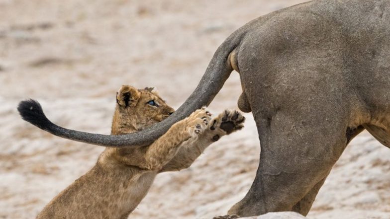 Comedy Wildlife Photography Awards 2019: Awkward Yet Adorable Photo of Lion Cub Wins The Funny Animal Photo Contest