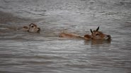 Hurricane Dorian: Cows in US Swim Miles to Safety After Storm Sweeps Them Into the Sea