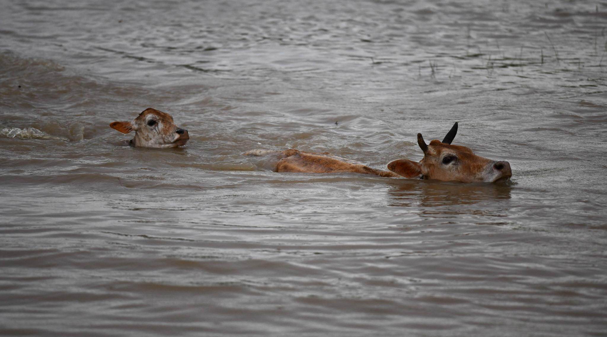 Hurricane Dorian: Cows in US Swim Miles to Safety After Storm Sweeps Them Into the Sea Hurricane Dorian: Cows in US Swim Miles to Safety After Storm Sweeps Them Into the Sea