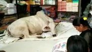 Stray Cow Visits a Cloth Store in Andhra Pradesh Village Everyday And Nobody Knows Why! (Watch Video)