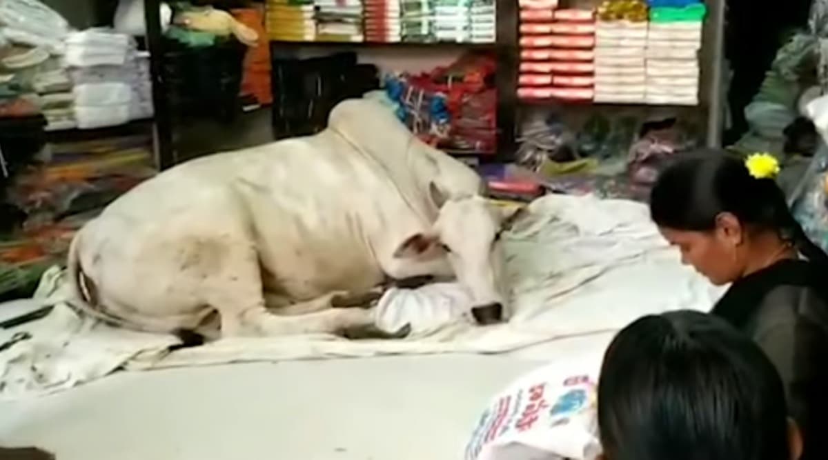 Stray Cow Visits a Cloth Store in Andhra Pradesh Village Everyday And Nobody Knows Why! (Watch Video) Stray Cow Visits a Cloth Store in Andhra Pradesh Village Everyday And Nobody Knows Why! (Watch Video)