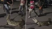 6.5-Foot-Long Crocodile Rescued From Drainage in Gujarat Amidst Heavy Rainfall; Video Goes Viral