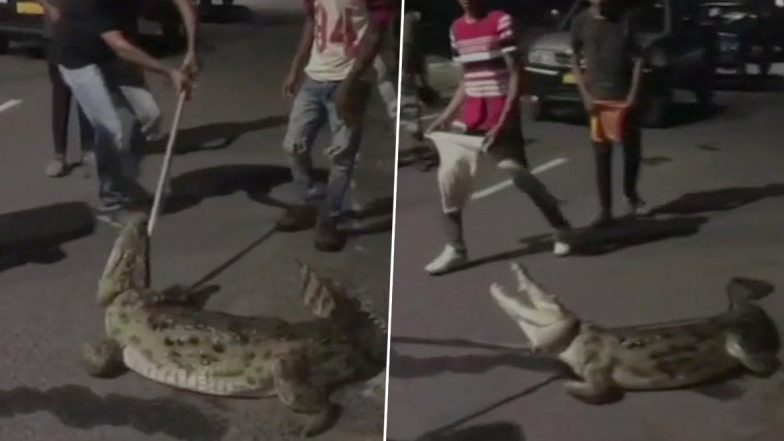 6.5-Foot-Long Crocodile Rescued From Drainage in Gujarat Amidst Heavy Rainfall; Video Goes Viral