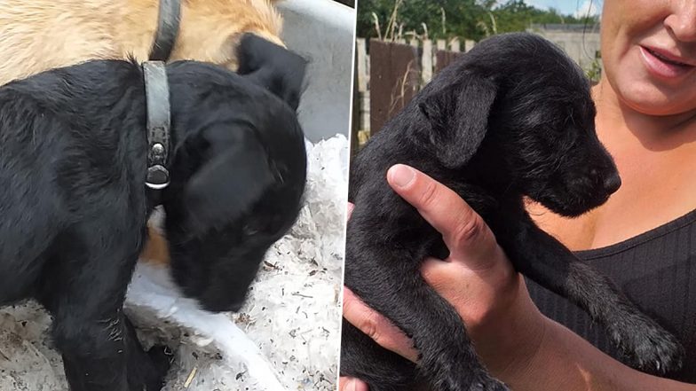 Poor Puppy, Molly Dies of Heart Attack After Being Terrified by Fireworks in UK; Netizens in Mourning (View Pics)