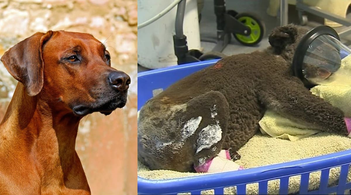 Dog Saves Injured Koalas From Australian Bushfires by Sniffing Their Faeces and Fur (See Pictures) Dog Saves Injured Koalas From Australian Bushfires by Sniffing Their Faeces and Fur (See Pictures)