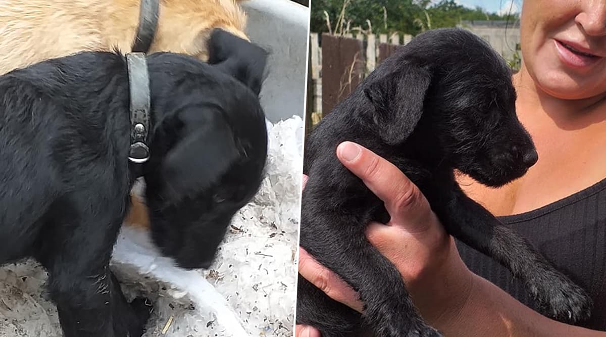 Poor Puppy, Molly Dies of Heart Attack After Being Terrified by Fireworks in UK; Netizens in Mourning (View Pics) Poor Puppy, Molly Dies of Heart Attack After Being Terrified by Fireworks in UK; Netizens in Mourning (View Pics)